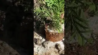 #туя