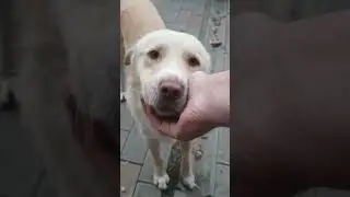 Блондинчик😍 #собакен, #животные, #забавныеживотные