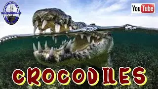 Crocodiles - Western Australia