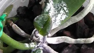 Мучнистый червец сидит на ослабленных растениях....