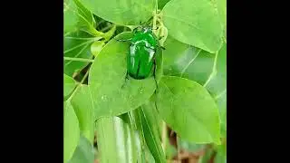 Heterorrhina elegans - Green June Beetles 🐞#beetle #subscribe #nature