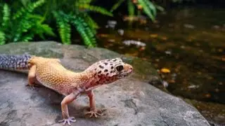 Free Roam Lizards and Snakes