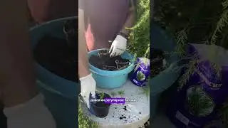 Как сэкономить на хвойный растениях. Простой способ как это сделать #дача #огород #сад #лайфхак
