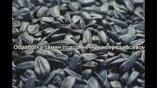 Обработка семян подсолнечника перед посевом Агрогумат +7