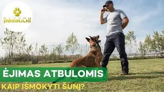 Kaip išmokyti šunį eiti atbulomis?
