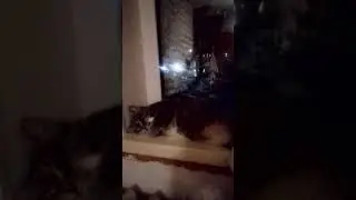 ДАШУЛЬКА