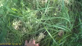 Спугнул лося с лежанки и вновь грибы.