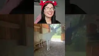 ANIMAIS ALBINOS QUE VOCÊ NUNCA VIU