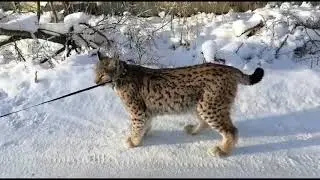 Белоснежная зимняя прогулка Рыси.