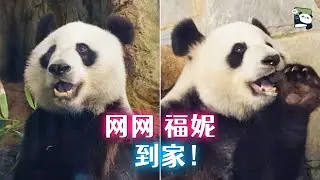 旅澳熊猫网网、福妮到家，新一代阿德莱德熊猫馆长星秋、怡兰将要出发