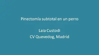 Pinectomía subtotal canina