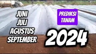 Prediksi bulan yang tepat budidaya sayuran!!!wajib tahu!!!