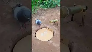 Amazing Birds Trap And Best Birds. #shortvideo #birds #parrot