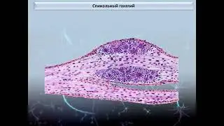 Нервная система (1 часть)