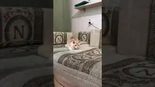 Х-трим котик  8 месяцев