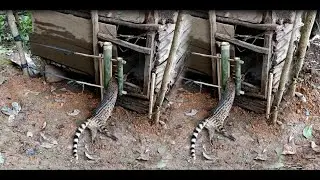 Create amazing bamboo trap to catch civet eat chicken in the Garden good results