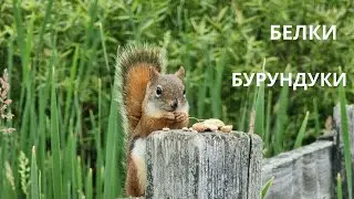 Как мы в КАНАДЕ в лес ходили!!!!!