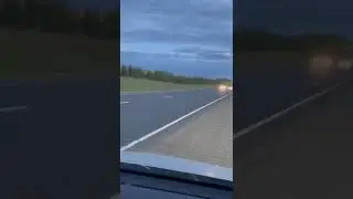лосихи не повезло