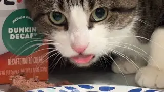 1 HOUR LOOP of cat saying NUM NUM NUM NUM while eating