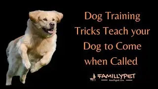 Dog training tricks : Teach your dog to Come when called