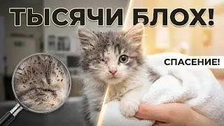 We have never seen so many fleas! Rescue a kitten. The kitten is looking for a home! SANI vlog