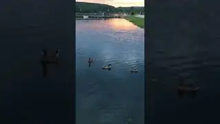 ЛЯГУШКИ 🐸 КВАКАЮТ УТКИ ЧИРИКАЮТ