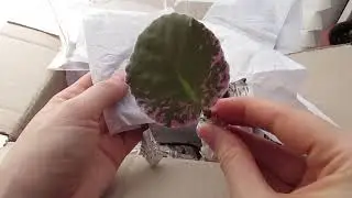 Фиалки/ Посылка С Листиками От Светланы Шишловой
