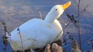 Pekin Play P3-Pekin Duck Enjoys Time On The Pond!