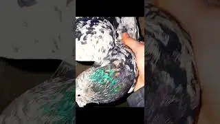 #армянский