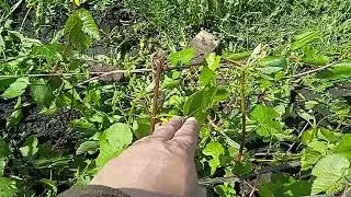 Виноград. Кузбасс. После заморозков.