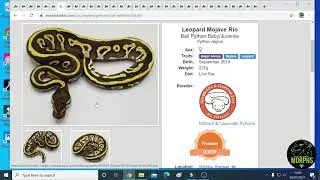 Amazing Mojave Ball Python Genetics and Combo's - part 2