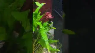 Chad Betta wants beef