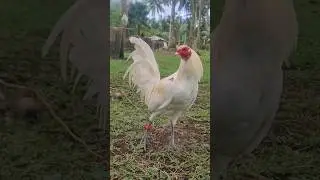 white #rooster #chicken #animals
