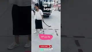 Sometimes Dog More Loyal Than Human | This Dog Is So Loyal | #funnydogs #loyalty #shorts #viral