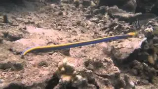 The Sea's Strangest Creatures!!!