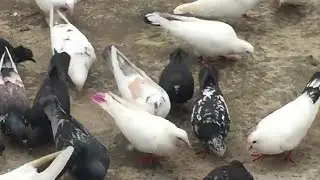#Pigeon