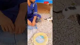 Cute cat helping his Owner #shortsvideo