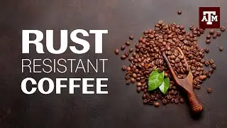 The end of premium coffee? Scientists confront a billion-dollar fungus