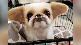 DOGS and CATS clips together are EXTREMELY FUNNY