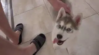 Щенок ХАСКИ с голубыми глазами