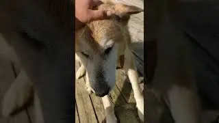 Старичок Лорд