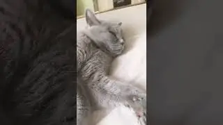 #котики