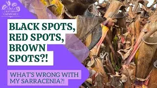 Black spots, red spots, brown spots?! What’s wrong with my Sarracenia?