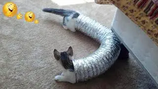 Funny cats and dogs video #6 🤣