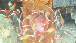 Aquarium (silver Koi guppies) after 1 months 😍