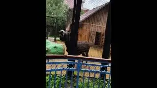 Всем дают, а мне не дают! Бедный ослик.