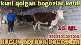 BOGOZ ZOTDOR SIGIRLAR SOTILADI ☎️902052128 февраля 2025 г.богоз сигир гунажинлар сотилади