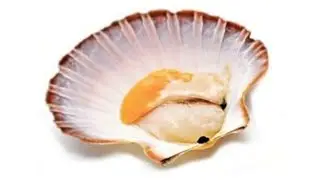 МОРСКОЙ ГРЕБЕШОК. ФРИДАЙВИНГ В БАРЕНЦЕВОМ МОРЕ. 