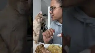 Rooney the Cat and some salted fish)
