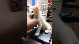 How can people abandon such little & cute kitty cat😭Rescued Kitty cat #rescuedcats #reels #viral